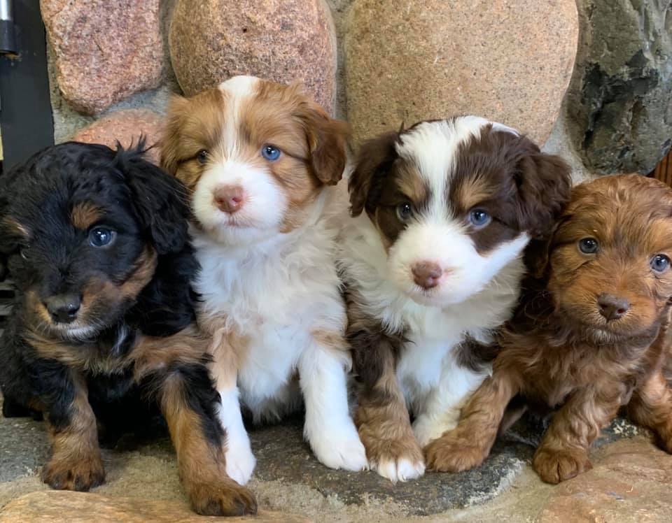 aussiedoodle puppies for sale